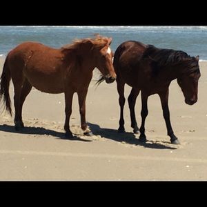 Meet your Posher, Gail